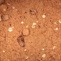 NVIBE IMPACT KRILL GROUNDBAIT - 2500 Gramm